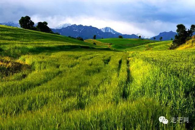  草地赛季全面开启，英国草地巡回赛迎来百位好手  